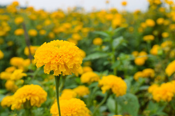 marigold