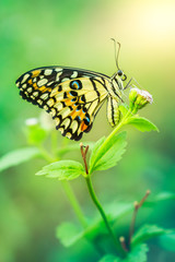 butterfly on flower