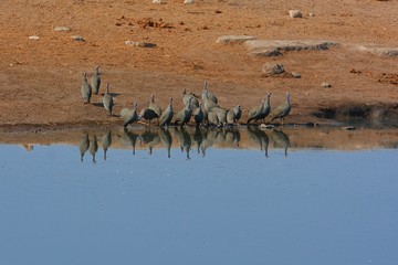 Perlhühner (Numida meleagris) im Etosha Nationalpark