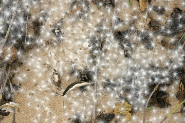 autumn fluff 6