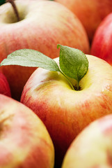 Group of red apples with their leaves