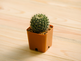 Cactus on the wood