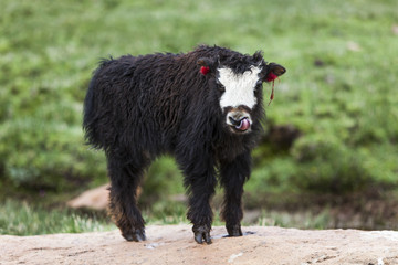 Yak in Tibet, China