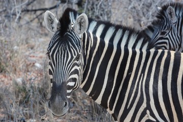 Fototapeta na wymiar Steppenzebra (Equus Quagga) im Etosha Nationalpark