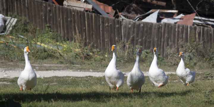 White geese walk across the lawn