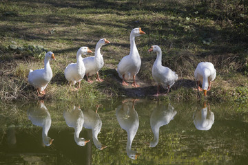 White geese near the pond