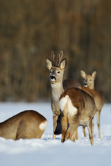 roe deer group in winter