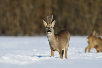 roe deer in winter