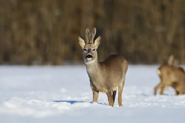Printed kitchen splashbacks Roe roe deer in winter