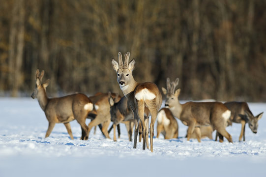 Fototapeta herd of roe deers in winter