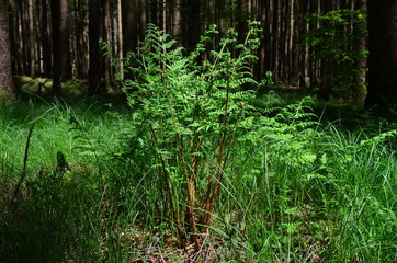 Farn im Sonnenschein Hofoldinger Forst Bayern
