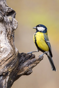 titmouse bird resting on a tree trunk outdoors
