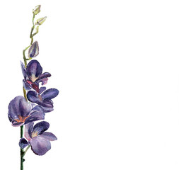 the orchid flowers watercolor isolated on the white background © la_balaur