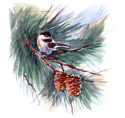 the bird on the branch watercolor in winter hand drawn isolated on the white background
