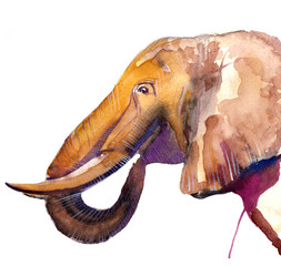 the elephant watercolor hand drawn isolated on the white background