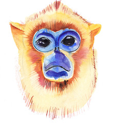 the watercolor monkey jungle animal isolated on the white background