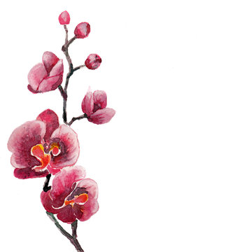 the orchid flowers watercolor isolated on the white background