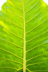 Green leaf background.