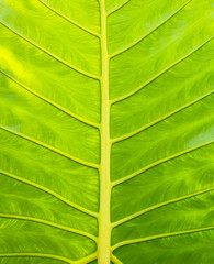 Green leaf background.