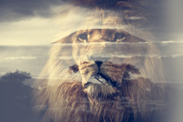 Obraz premium Double exposure of lion and Mount Kilimanjaro savanna landscape.