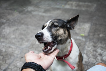 Feeding the dog by hand