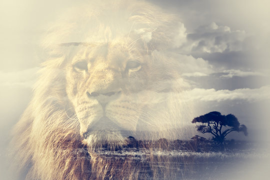 Double Exposure Of Lion And Mount Kilimanjaro Savanna Landscape.