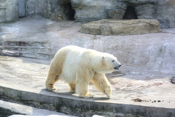 Polar bear