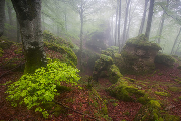 Misty beech wood in Urbasa (Navarre)