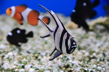 Aquarium fish