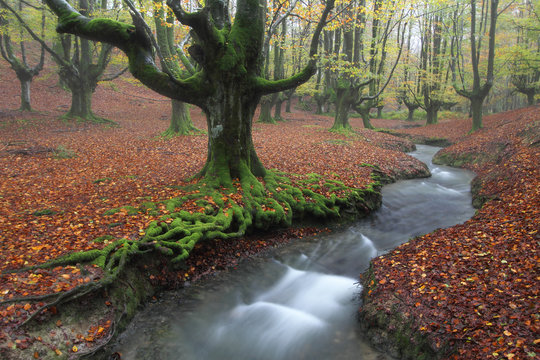 Fototapeta Misty beech wood in Otzarreta (Biscay)