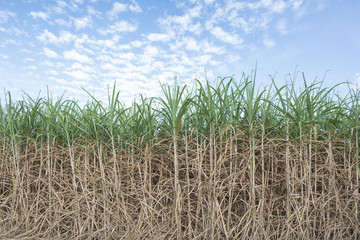 the sugarcane field with the sky