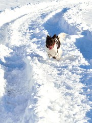 Hund rennt im Schnee