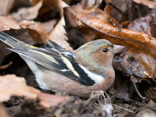 Male chaffinch, close. Fringilla coelebs. Focus on eye.