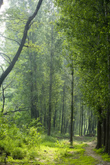 Obraz premium Forest outside of Beijing