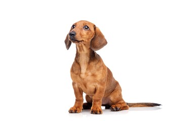 Dachshund isolated on white