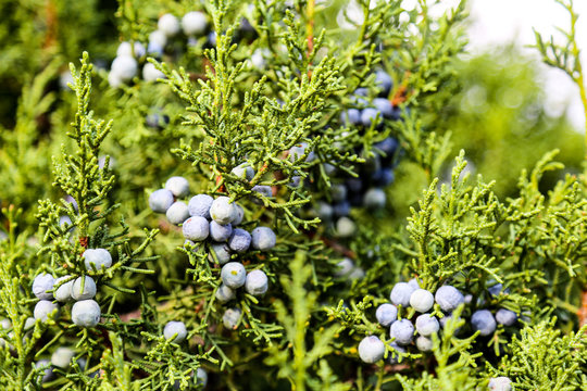 The close up of  cone berry like Juniperus excelsa