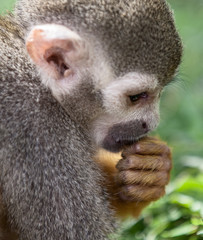 Squirrel Monkey