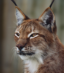 Siberian lynx