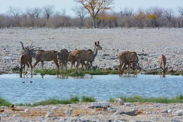 Kudus (Strepsicerus) am Wasserloch im Etosha Nationalpark
