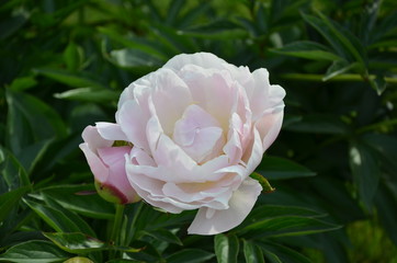 Blooming white peony flower 