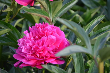 Blooming peony flower in the garden un summer 