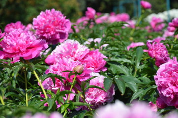 Blooming pink peony flowers in the garden 