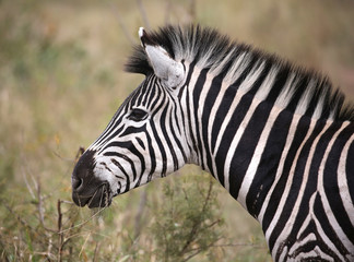Fototapeta na wymiar wild zebras in Kruger National Park, South Africa.