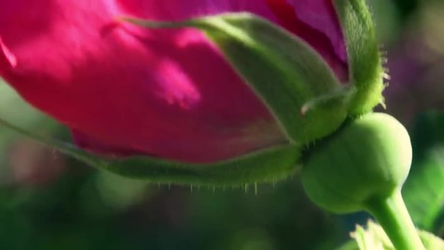 Wild rose (Rosa canina) close up bud just ready to burst. Adorable natural sunny background of beautiful flower on the wind. Shallow dof. Slow motion full HD footage 1920x1080
