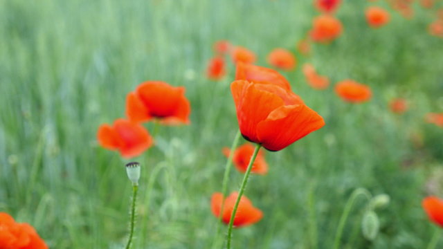 Red poppies on the field swaying in the wind