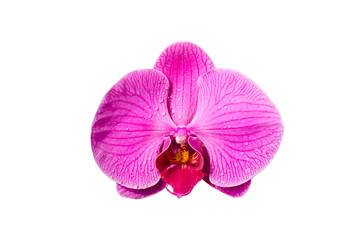 Pink orchid flower with waterdrop isolated on white background