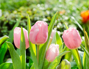 Pink tulip flower in the garden