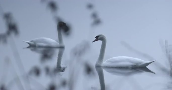 Zwei wei&szlig;e Schw&auml;ne schwimmen auf dem See