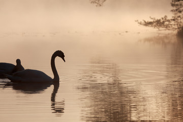 Fototapeta premium Höckerschwan als Silhouette