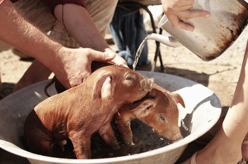 little pigs having bath